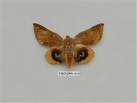 藏品(夜蛾322)的圖片